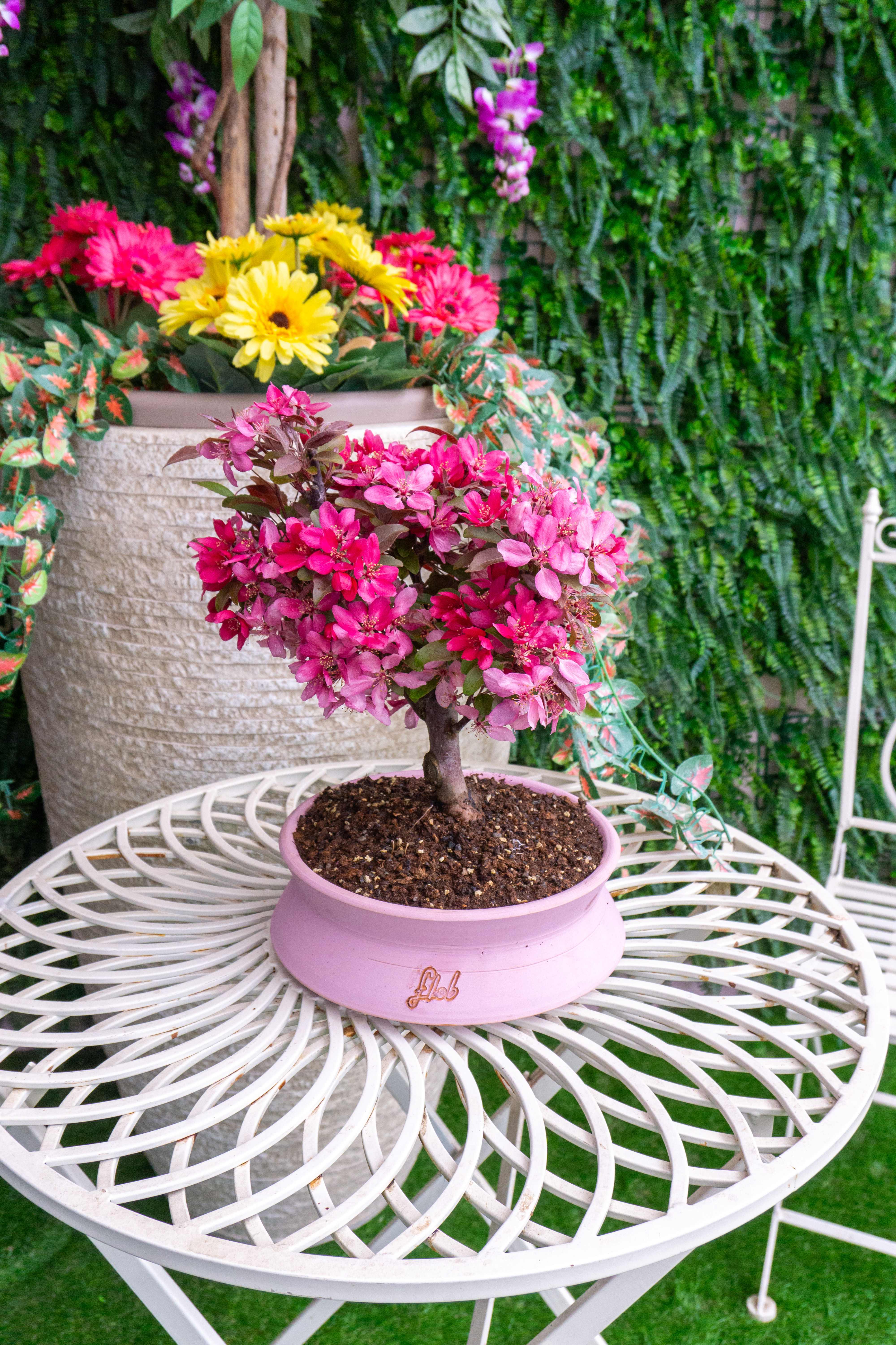 Bonsai di melo rosso fiorito